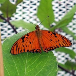 Assiniboine Park Zoo - july 2013