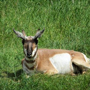 Assiniboine Park Zoo - july 2013