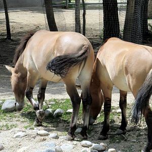 Assiniboine Park Zoo - july 2013