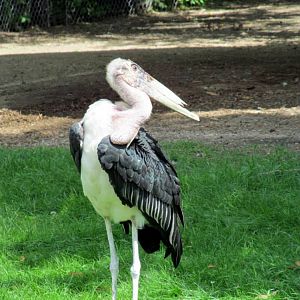 Assiniboine Park Zoo - july 2013