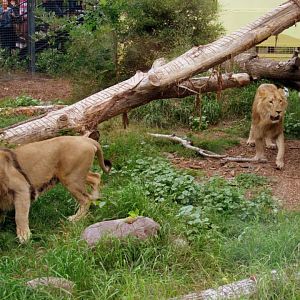 Assiniboine Park Zoo - july 2013
