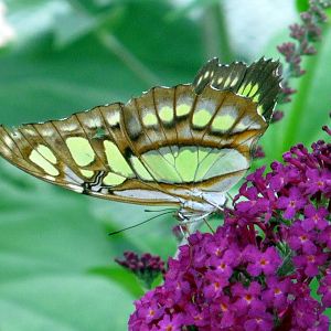 Assiniboine Park Zoo - july 2013