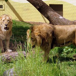 Assiniboine Park Zoo - july 2013