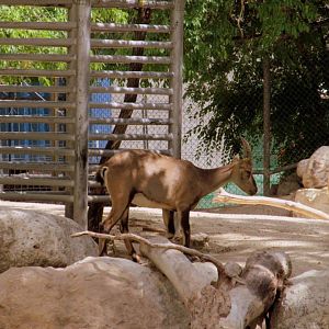 Assiniboine Park Zoo - july 2013