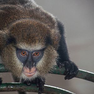 Mona Monkey - Cercopithecus mona - Shanghai Zoo -20130628