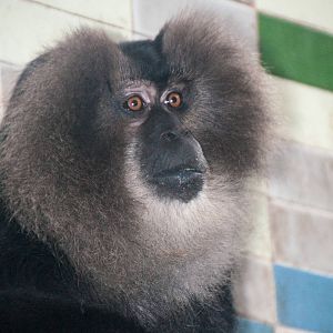Lion-Tailed_Macaque_-_Macaca_silenus_-_Shanghai_Zoo_-_20130628