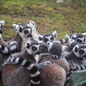 Ring_Tailed_Lemur_-_Lemur_catta_-_Shanghai_Zoo_-_20130628