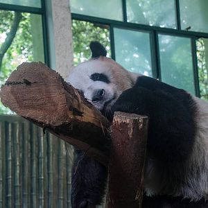 Giant Panda - Ailuropoda melanoleuca