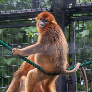 Golden Snub Nose Monkey - Rhinopithecus roxellana