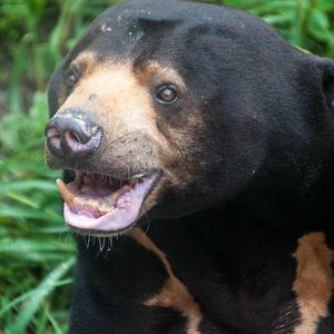 Sun Bear -Helarctos malayanus