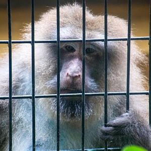 Tibetan Macaque - Macaca thibetana