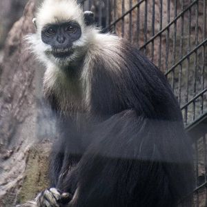 White headed Langur -Trachypithecus leucocephalus