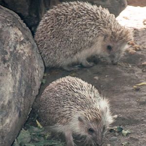 Hughs hedgehog- Mesechinus hughi