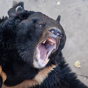 Asian Black Bear - Ursus thibetanus