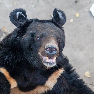 Asian Black Bear - Ursus thibetanus