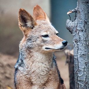 Black Backed Jackal - Canis mesomelas