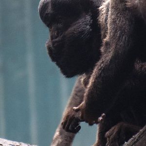 Black Bearded Saki - Chiropotes satanas