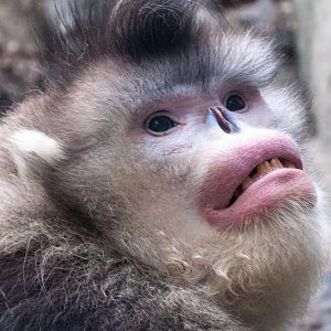 Black Snub Nose Monkey - Rhinopithecus bieti