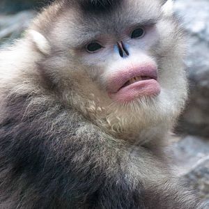 Black Snub Nose Monkey - Rhinopithecus bieti