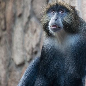 Blue Monkey - Cercopithecus mitis