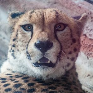 Cheetah -Acinonyx jubatus