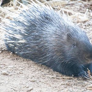 Chinese Porcupine - Hystrix brachyura