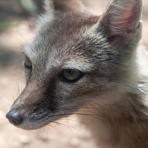 Corsac Fox - Vulpes corsac