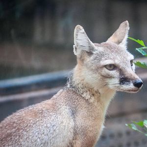 Corsac Fox - Vulpes corsac