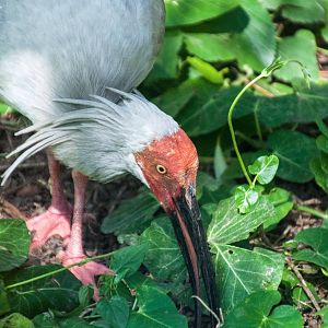 Crested ibis - Nipponia nippon