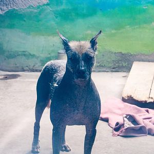 Dog in South American section 20130704