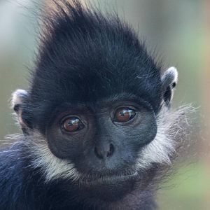 Francois langur -Trachypithecus francoisi