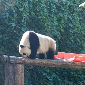Giant Panda - Ailuropoda melanoleuca