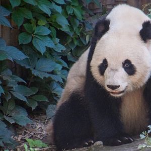 Giant Panda - Ailuropoda melanoleuca
