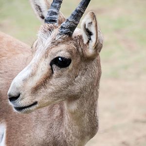 Goitered Gazelle - Gazella subgutturosa