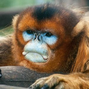 Golden Snub Nose Monkey - Rhinopithecus roxellana