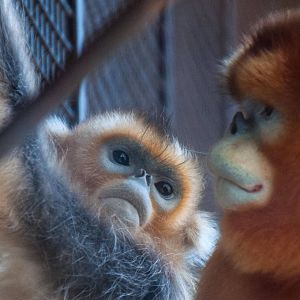 Golden Snub Nose Monkey - Rhinopithecus roxellana