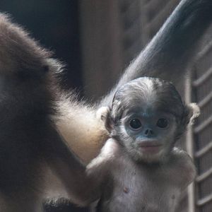 Gray Snub Nose Monkey - Rhinopithecus brelichi