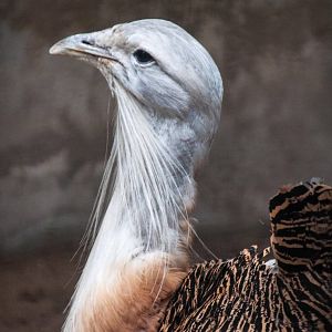 Great_Bustard - Otis tarda
