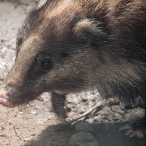 Hog Badger - Arctonyx collaris