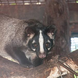 Masked Palm Civet - Paguma larvata