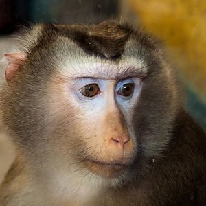 Northern Pig Tailed Macaque - Macaca leonina