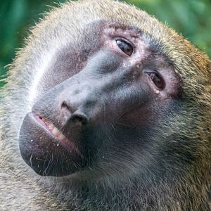 Olive Baboon - Papio anubis