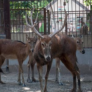 Pere Davids Deer - Elaphurus davidianus