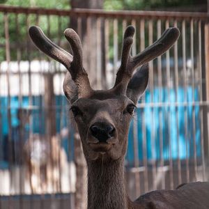 Red Deer - Cervus elaphus