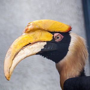 Rhinoceros Hornbill - Buceros rhinoceros