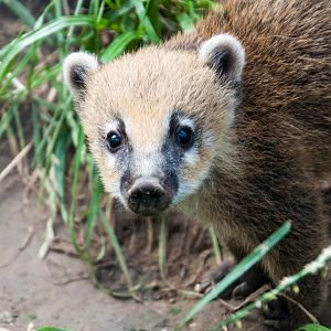 Ring Tailed Coati - Nasua nasua
