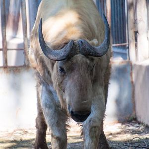 Takin - Budorcas taxicolor