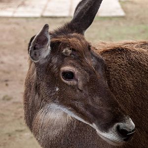 Thorolds Deer - Cervus albirostris