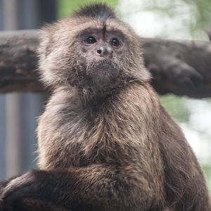 Weeper Capuchin - Cebus olivaceus