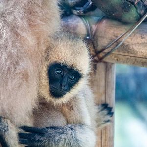 White Cheeked Gibbon - Nomascus leucogenys
